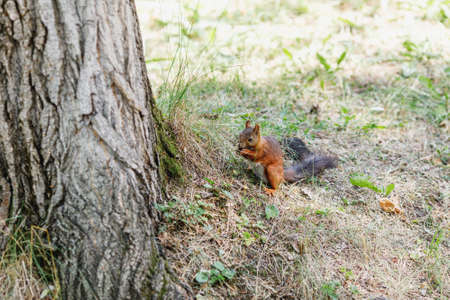 Cute squirrel on tree looking at summer scene, park or forestの写真素材