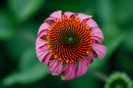 Vibrant growing flower of Echinacea Purpurea, purple coneflowerの写真素材