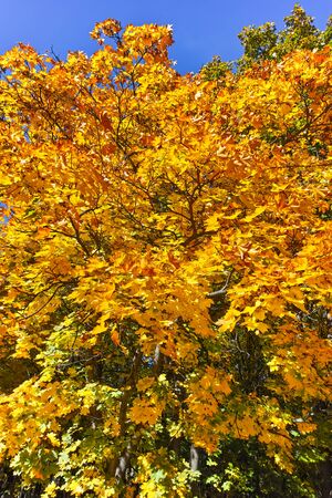 SOFIA, BULGARIA- OCTOBER 15, 2017: Autumn view with Yellow trees in South Park in city of Sofia, Bulgariaのeditorial素材
