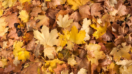 Abstract background of Red and Orange Autumn Leaves in South Park, Sofia, Bulgaria