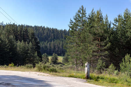 Green forest and meadows at Popovi Livadi Area, Pirin Mountain, Bulgariaの写真素材