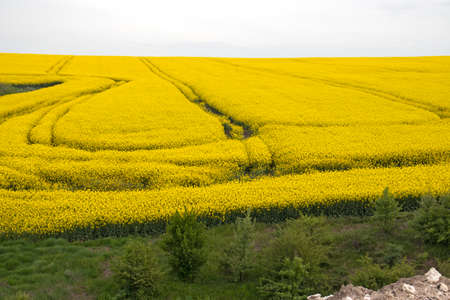 Landscape with Blooming rapeseed field near city of Haskovo, Bulgaria