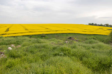 Landscape with Blooming rapeseed field near city of Haskovo, Bulgaria