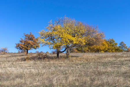 Autumn landscape of Cherna Gora (Monte Negro) mountain, Pernik Region, Bulgaria