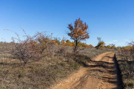 Autumn landscape of Cherna Gora (Monte Negro) mountain, Pernik Region, Bulgaria