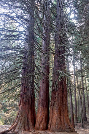 Old Sequoia forest near village of Bogoslov, Kyustendil region, Bulgariaの写真素材