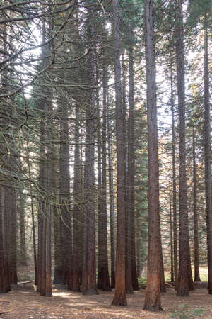 Old Sequoia forest near village of Bogoslov, Kyustendil region, Bulgariaの写真素材