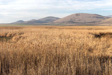 Autumn view of Aldomirovtsi marsh, Sofia region, Bulgariaの写真素材