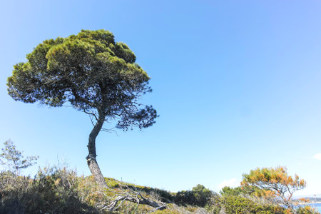 Amazing view of Sithonia coastline near Karydi Beach, Chalkidiki, Central Macedonia, Greeceの写真素材