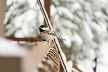 Chickadee in Algonquin National Park during a break from Skiing.の写真素材
