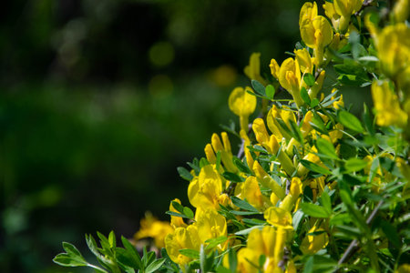 Yellow flowers form a floral frame against a natural stunning green background with a bokeh effect...