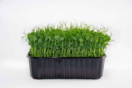 sweet peas. Microgreens for cooking on a white background with space for text. The concept of healthy, vegetarian, diet food.の写真素材