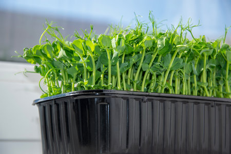 sweet peas. Microgreens for cooking on a blue blurred background. Growing sprouts. The concept of healthy, diet food.の写真素材