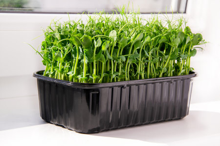 Microgreens for salad and cooking snack healthy food. Concept Vegan and healthy. Growing sprouts.の写真素材