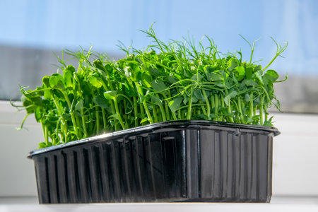 sweet peas. Close-up microgreens on a on the windowsill. The current trend in nutrition. Vegan and healthy eating concept.の写真素材