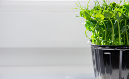Microgreens for cooking with space for text or recipe. sweet peas. Close-up microgreens on a on the windowsill. The concept of healthy, vegetarian, diet food.の写真素材
