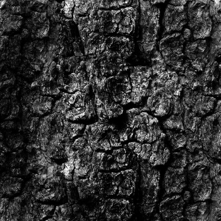Rustic tree bark texture background. Detailed wood texture. monochrome. Black and white background.の写真素材