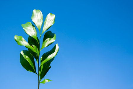 Green leaf close-up against the blue sky. Lonely branch with place for text. Natural ecological background, cover design, theme of natural flowers and plants, presentation.の写真素材