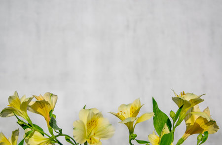 Floral frame of yellow alstroemeria flowers on a white grunge background. Flat lay, copy space. Stylish minimalistic design for congratulations, invitations, covers, business cardsの写真素材