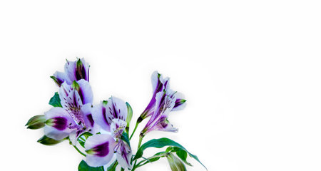 Lilac flowers of alstroemeria on a white. Stylish minimalistic design for congratulations, invitations, covers, business cards. Selective focus, copy space for your text.の写真素材