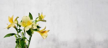 Yellow bouquet of alstroemeria flowers on a gray background. With copy space.の写真素材