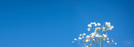 White baby's breath flowers arranged blue backdrop. selective focus. Shallow depth of field. Copyright for your text.の写真素材