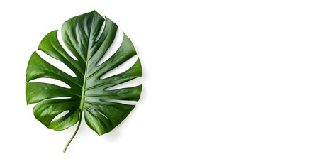 Green monstera leaf isolated on white background. Place for text. Botanical-style advertising. Generative AI.の素材