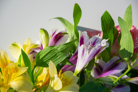 Alstroemeria flowers. Floral blurred background with selective focus. A delicate festive compositionの写真素材