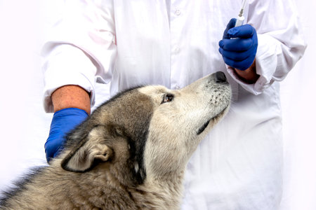 Close up of a dog on vaccination. A veterinarian gives an injection of an Alaskan malamute.