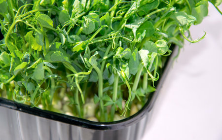 Sweet peas. Microgreens for cooking on a blue blurred background. Growing sprouts. The concept of...