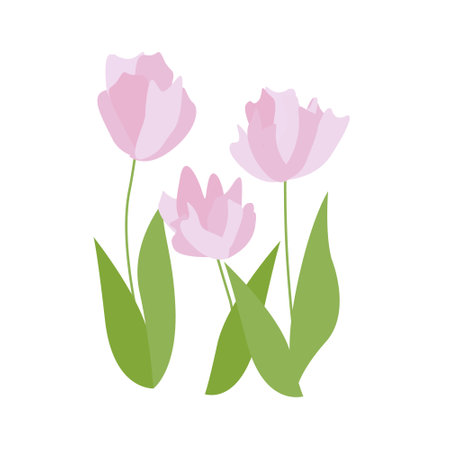 Purple crocuses tulips in snow vector. Spring pink tulips on white. Floral nature spring illustration of crocus flower. Spring tulips flower. Easter greeting card flower.のイラスト素材