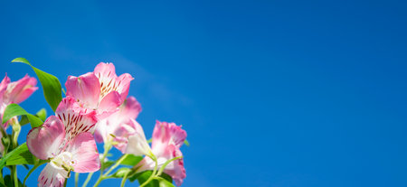 Pink alstroemeria out-of-focus flowers on a blue background. Horizontal background for banners, congratulations. Stylish minimalistic design.の写真素材