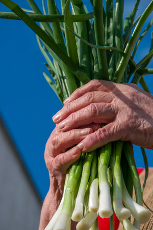 A person is holding a bunch of leafy green onions, a popular ingredient in many dishes. Green onions are a type of vegetable and a natural foodの写真素材