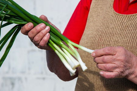 A person holding a bunch of leafy green onions, a type of vegetable that is a flowering plant and a popular ingredient in many local food dishesの写真素材