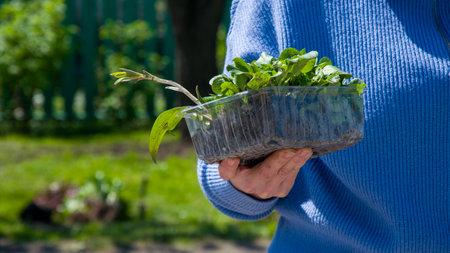 An individual clad in a blue sweater is carrying a plastic container housing a terrestrial plant. The plant may consist of leaves, stems, and roots, adding a touch of nature to the surroundingsの写真素材
