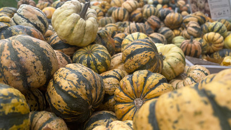 A close-up view of a variety of striped pumpkins, showcasing their unique colors and textures,...