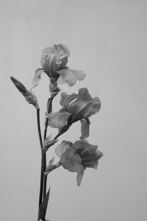 A black and white photograph of a single iris flower with three blooms against a plain, light-colored background. The image captures the delicate details of the flower, showcasing its graceful petals and slender stem.の写真素材