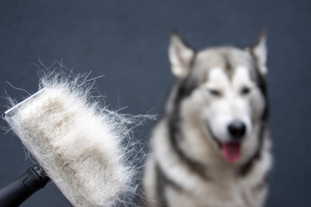 An Alaskan Malamute sits contentedly in a cozy indoor space while a lint roller filled with pet fur rests in the foreground, illustrating the challenges of pet ownership.の写真素材