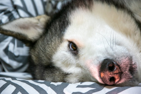 A calm Siberian husky lies comfortably on a soft bed, enjoying a peaceful moment while soaking in the warmth and comfort of its surroundings.の写真素材