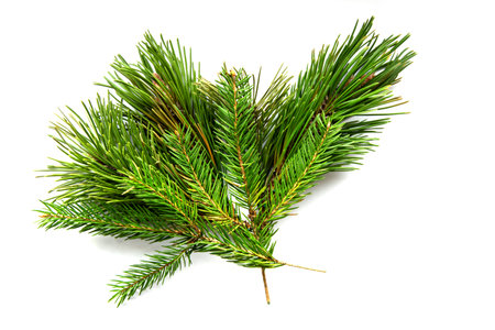 Several vibrant green pine branches are carefully arranged against a clean white backdrop,...