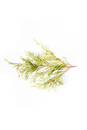 This close-up view features a sprig of vibrant cedar leaves, showcasing their delicate, needle-like structure and rich green color against a clean white background.の写真素材
