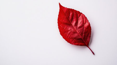 A single red leaf rests on a pristine white background highlighting its intricate texture.