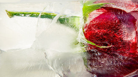 A vibrant red rose is beautifully frozen in a block of clear ice, highlighting its delicate petals and green stem. The juxtaposition of the flower and ice creates a stunning visual effect.の写真素材