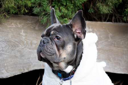 A French bulldog dressed in a soft white sweater sits peacefully outdoors, surrounded by greenery, exuding charm and cuteness.の写真素材