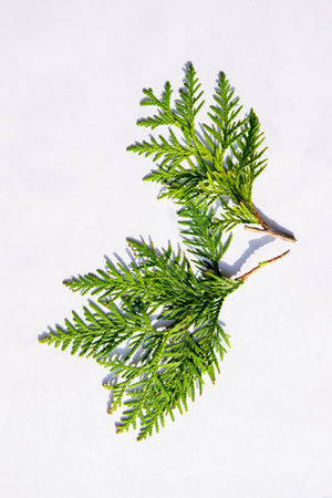 Vibrant green cedar leaves are elegantly displayed on a light-colored surface, showing their...
