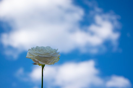 A white rose stands elegantly against a vibrant blue sky filled with soft, fluffy clouds, showing natural beauty.の写真素材