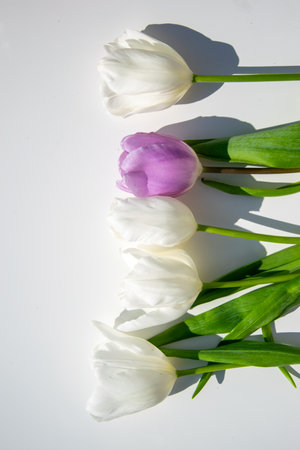 Five tulips in white and purple lie gracefully on a light surface, highlighting their delicate petals and green stems in natural light.の写真素材