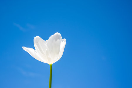 A stunning white tulip flower grows upright, contrasting with a vivid blue sky in a bright daylight setting.の写真素材
