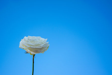 A single white rose stands tall against a bright blue sky, highlighting its delicate petals and serene beauty in nature.の写真素材