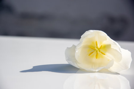 A delicate white tulip with vibrant yellow stamens sits gracefully on a smooth, reflective surface, illuminated by soft daylight.の写真素材